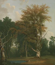 Træer i en Woodland Glade